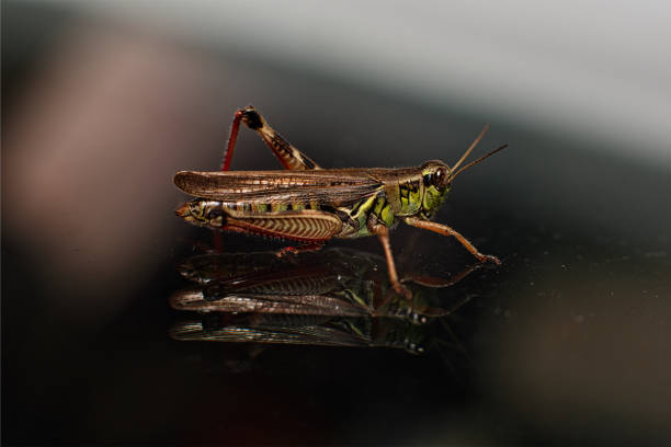 istock Macro Photography of a Grasshopper on a Window with a Double Reflection 1752966781