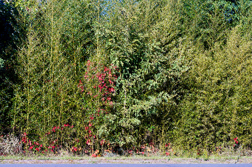 The red leaves of a Virginia Creeper vine can easily be seen as it climbs through a bamboo grove in Northern Virginia.
