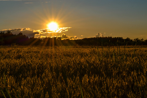 Zdjęcie wykonane w Polskiej wsi przy zachodzie słońca. Na zdjęciu łąka przy zachodzie słońca.