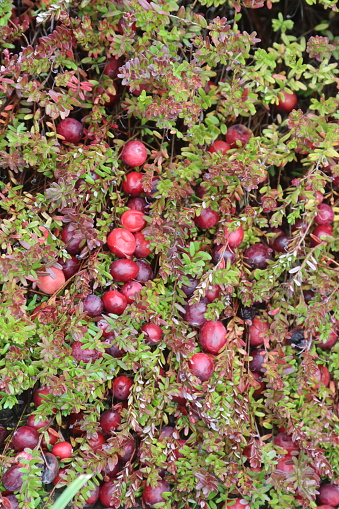 Cranberries on the vine in a bog