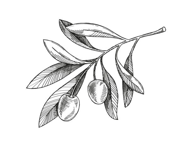 ilustrações, clipart, desenhos animados e ícones de esboço do vetor do ramo de oliveira - olive olive branch healthy eating cooking