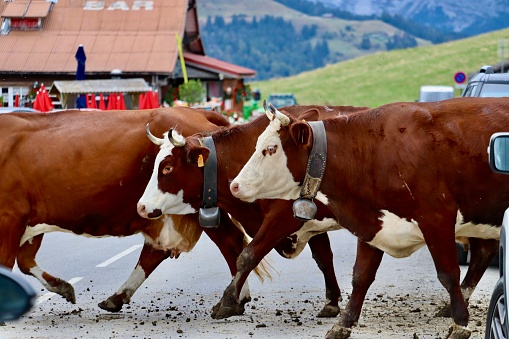 Brown cows are seen crossing a mountain road in Col des Aravis, a mountain pass in the French Alps that connects the towns of La Clusaz in Haute-Savoie with La Giettaz in Savoie.