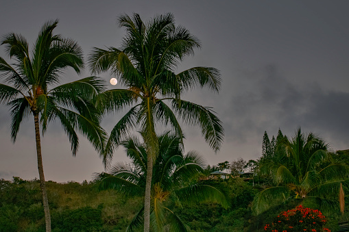 Full Moon through the Palm Trees on the North Shore of Oahu,  Hawaii