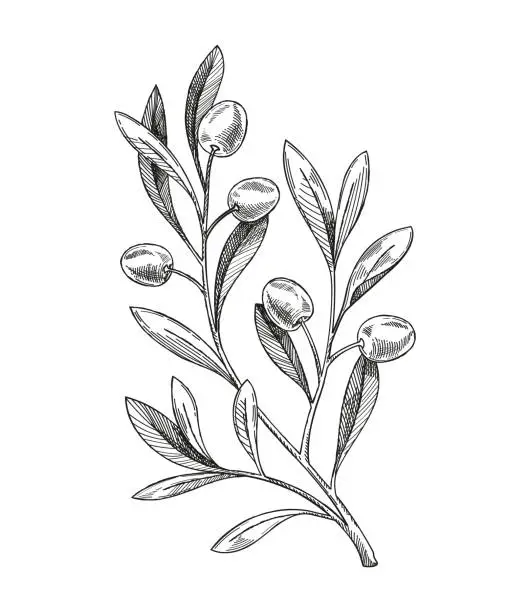 Vector illustration of Olive branch vector sketch