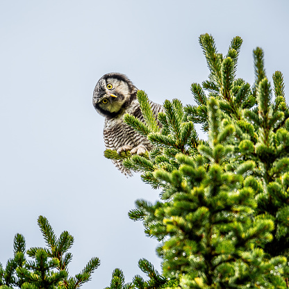 Male Eurasian pygmy owl (Glaucidium passerinum) perching on a deciduous tree.