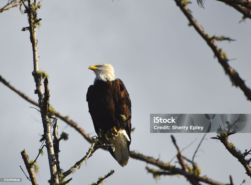 BIRDS- Washington- Close Up of a Wild American Bald Eagle Perched on a Bare Branch Close up of a wild American Bald Eagle perched on a bare branch against a clear sky.  Captured in Washington state, USA. Animal Stock Photo