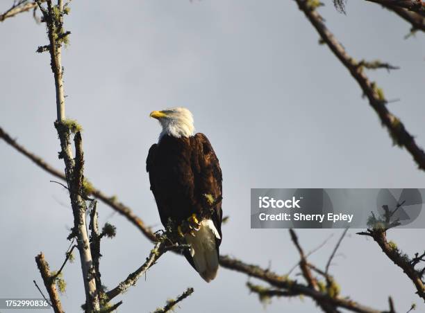 Birds Washington Close Up Of A Wild American Bald Eagle Perched On A Bare Branch Stock Photo - Download Image Now