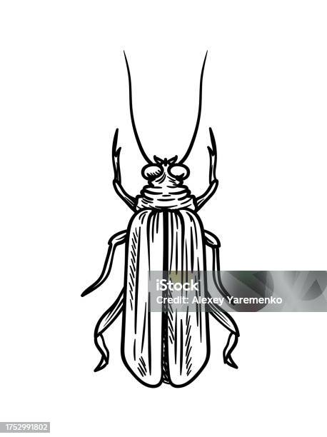 Insect Drawing Vector Hand Drawn Insect Vector Concept Stock Illustration - Download Image ...