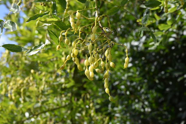 Japanese pagoda tree ( Styphnolobium japonicum ) fruits .  Fabaceae deciduous tree. Japanese pagoda tree ( Styphnolobium japonicum ) fruits ( Legume ). Fabaceae deciduous tree. The fruit is characterized by an extremely constricted space between the seeds. styphnolobium japonicum stock pictures, royalty-free photos & images