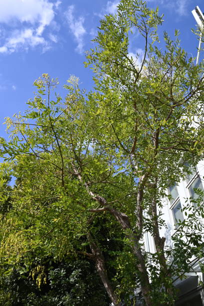 istock Japanese pagoda tree ( Styphnolobium japonicum ) fruits .  Fabaceae deciduous tree. 1752997912