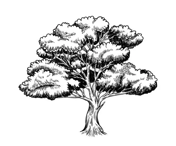 Vector illustration of Oak trees vector hand drawn sketch