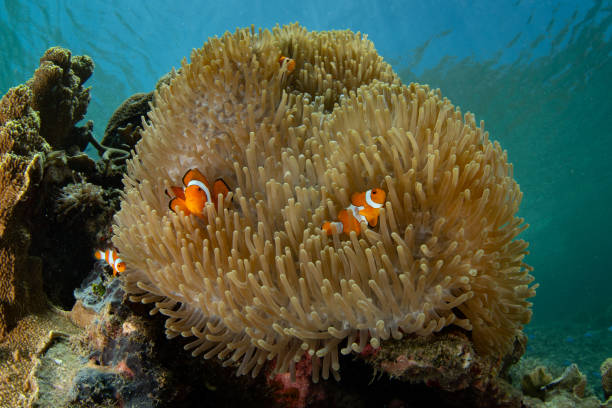 istock Clownfish and Anemone on Reef in Indonesia 1753002138