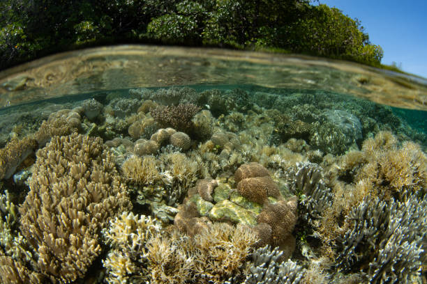 istock Beautiful, Shallow Coral Reef in Raja Ampat 1753004834