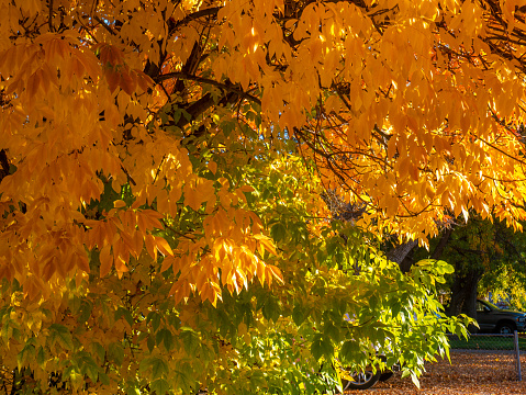 Yellow and green leaves display their fall colors in a residential neighborhood.