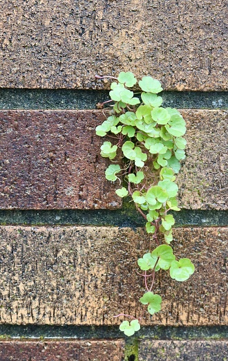 A plant somehow surviving found in the cracks of some bricks outdoors