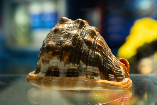 Snail on a concrete slab. Background with copy space for text or inscriptions. Selective focus