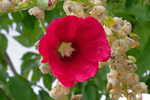 red hollyhock flower