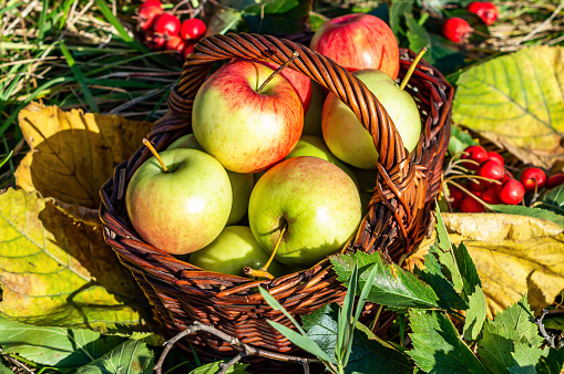 Basket full of red juicy apples scattered in a grass in autumn garden.