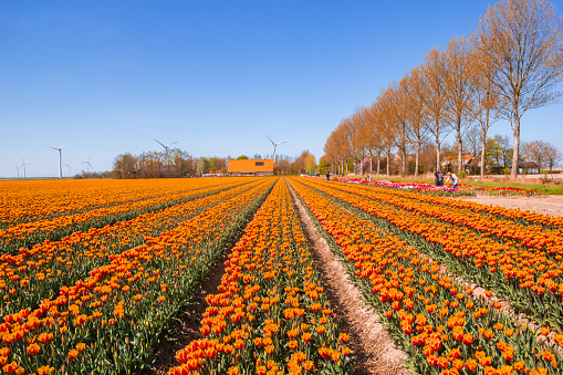 Tourists in the tulip fields in springtime in Noordoostpolder, Netherlands