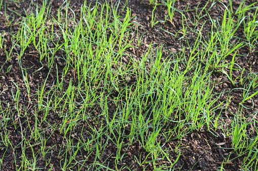 Fresh new grass growing in the yard