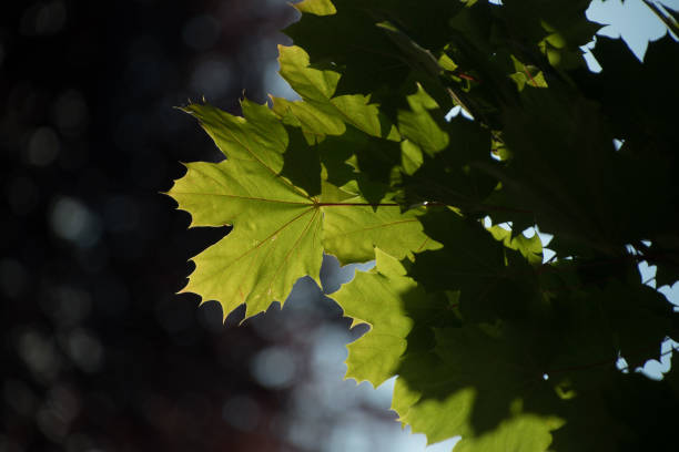 Rich green  foliage of sugar maple in Redmond neigbourhood, Washington
