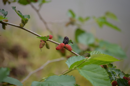 Delicious fresh and organic blackberry growing on the tree in the interior of Brazil. Healthy fruit without pesticides