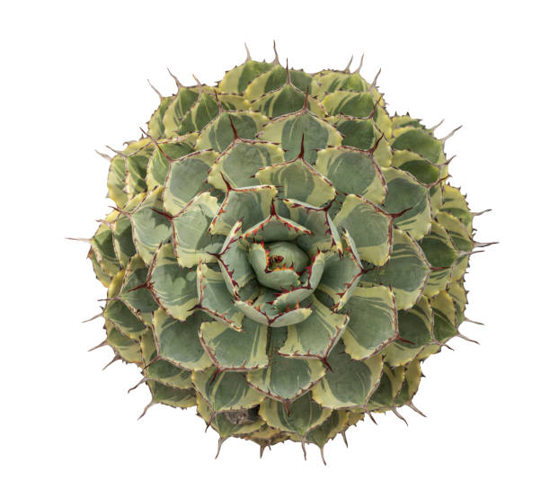 istock Top view agave plant isolated on white background.This has clipping path. 1753083115