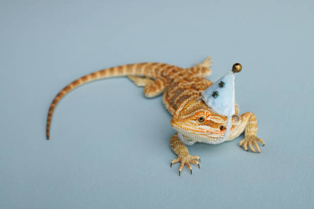 istock Bearded dragon, pogona vitticeps, isolated on blue background, Tiger Pattern Morphs. Professional studio macro photography on isolated blue background. Dragon in a New Year's blue cap. New Year card. 1753088835