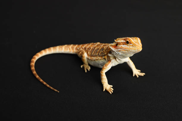 Bearded dragon, pogona vitticeps, isolated on black background, Tiger Pattern Morphs. Professional studio macro photography on isolated black background. High quality photo