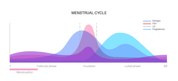 Hormones in pregnancy Menstrual cycle graphic. Hormones in the female body. Estradiol, progesterone, FSH, and LH value in the woman body in follicular phase, ovulation and luteal phase maximum and minimum level flat vector plateau concept stock illustrations