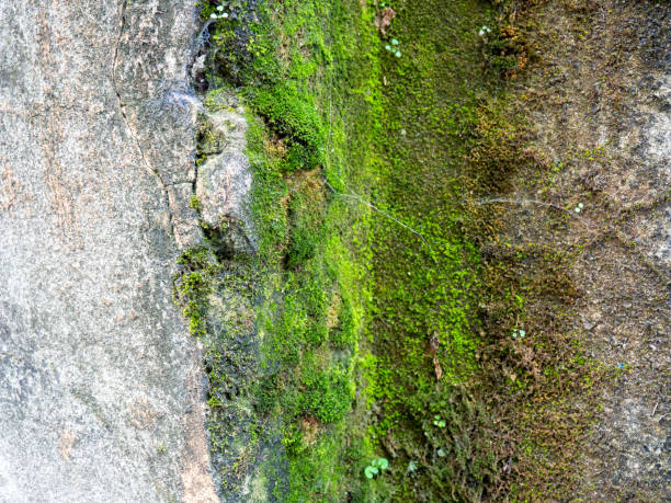 istock Brickwork breaks through under the cement. Background from an old wall and moss. Mold and moss on the wall. Part of an old house. 1753112928