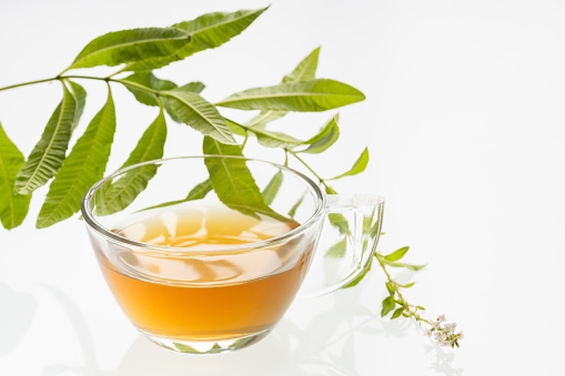 Lemon verbena hot drink - Fresh organic lemon verbena plant - Aloysia citrodora