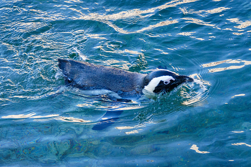 Photo of penguin swimming taken in Baltimore, Maryland, USA