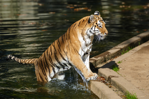 Tiger getting out of the water taken in Washington DC, USA