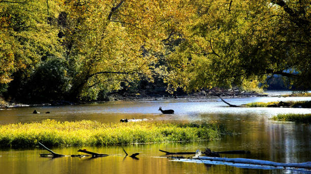 istock Deer crossing shallow river water. 1753125744