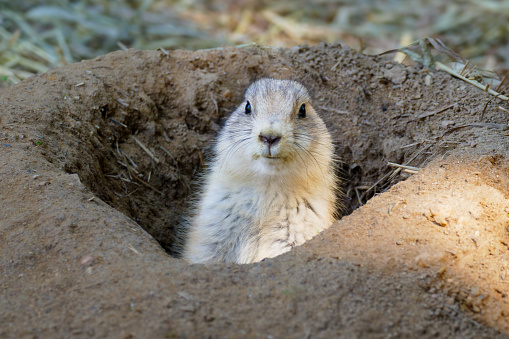 Prairie dog sitting up and peeking out of it's hole was taken in Baltimore, Maryland, USA