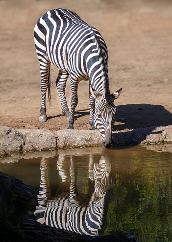 Zebra watching at Savannah at Masai Mara