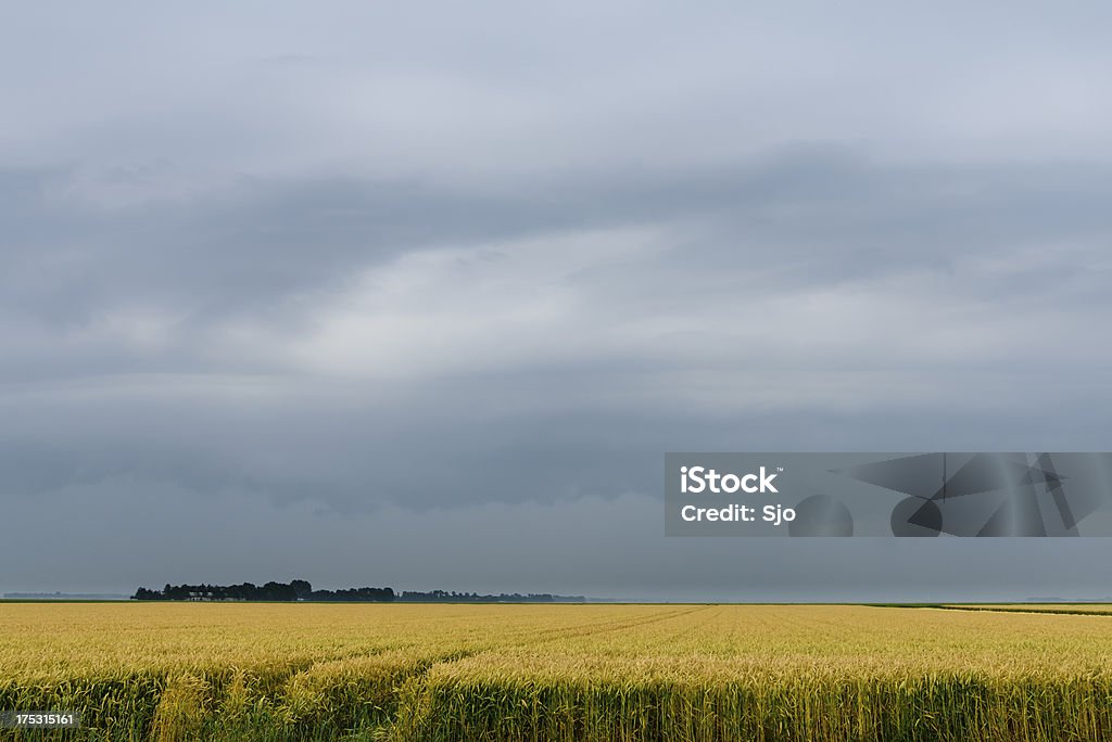 여름 폭풍 - 로열티 프리 들 스톡 사진