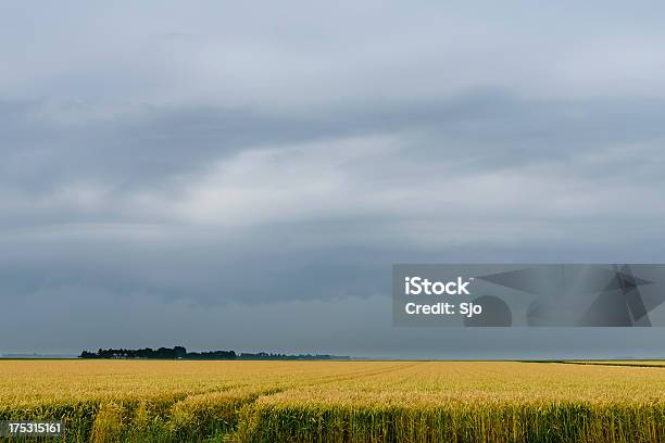 여름 폭풍 들에 대한 스톡 사진 및 기타 이미지 - 들, 어두운 색, 옥수수