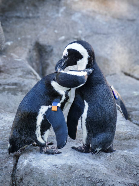 istock Penguins Grooming Each Other 1753158243