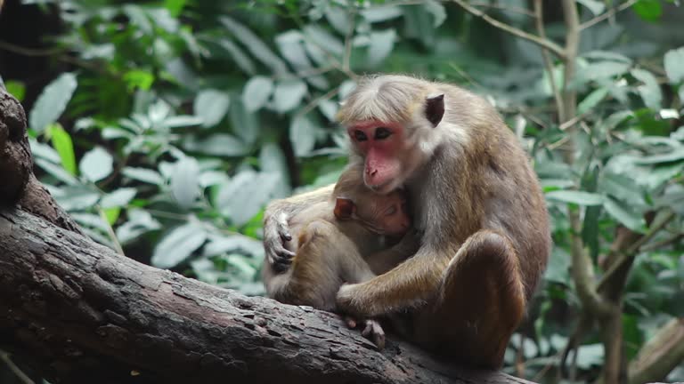 Toque Macaque - Sri Lanka Monkey with baby