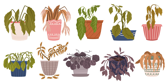 Set of Withered Houseplants in Pots. Once Vibrant And Green, Now Stand Frail And Parched. Leaves Droop, Hang Lifeless. A Testament To Neglect And Thirst For Care. Cartoon Vector Illustration