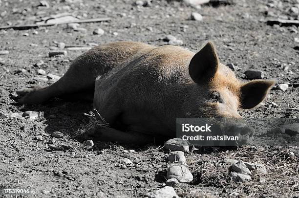 Porco - Fotografias de stock e mais imagens de Agricultor - Agricultor, Animal, Areia
