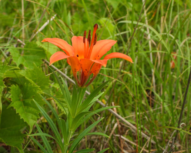 istock Lilium philadelphicum (Wood Lily) Native North American Prairie Wildflower 1753214341