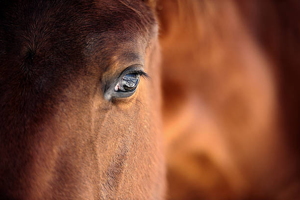 Horse eye stock photo