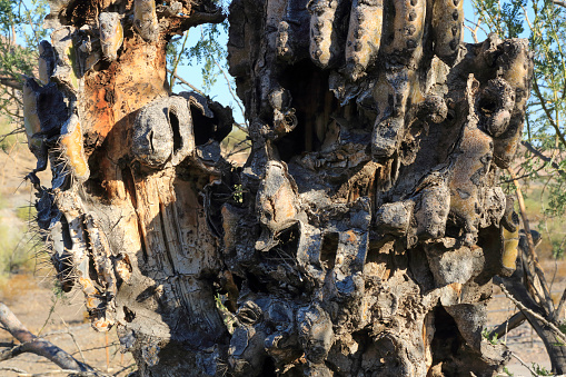 Closeup of Saguaro cactus with exposed damage to its woody trunk