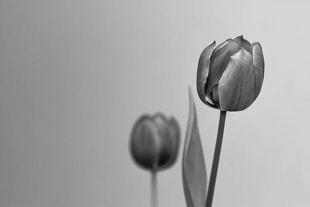 Tulipani in bianco e nero - foto stock