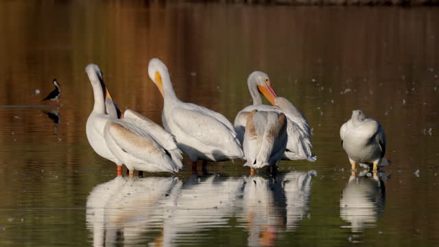 American White Pelicans, Arizona