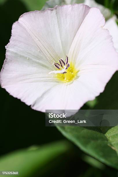 Bindweed Blume Stockfoto und mehr Bilder von Ackerwinde - Ackerwinde, Blatt - Pflanzenbestandteile, Blütenblatt