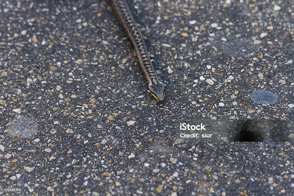 Detail asphalt snake Detail of young viper snake crawling on the asphalt of a road - Detalle de serpiente vi­bora joven arrastrandose por el asfalto de una carretera, Aggression Stock Photo